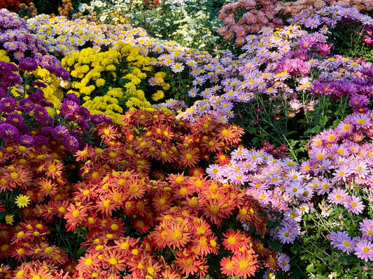Seasonal Flowers