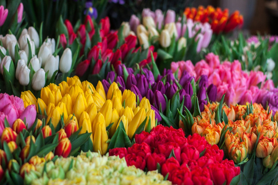 Next Day Flowers 