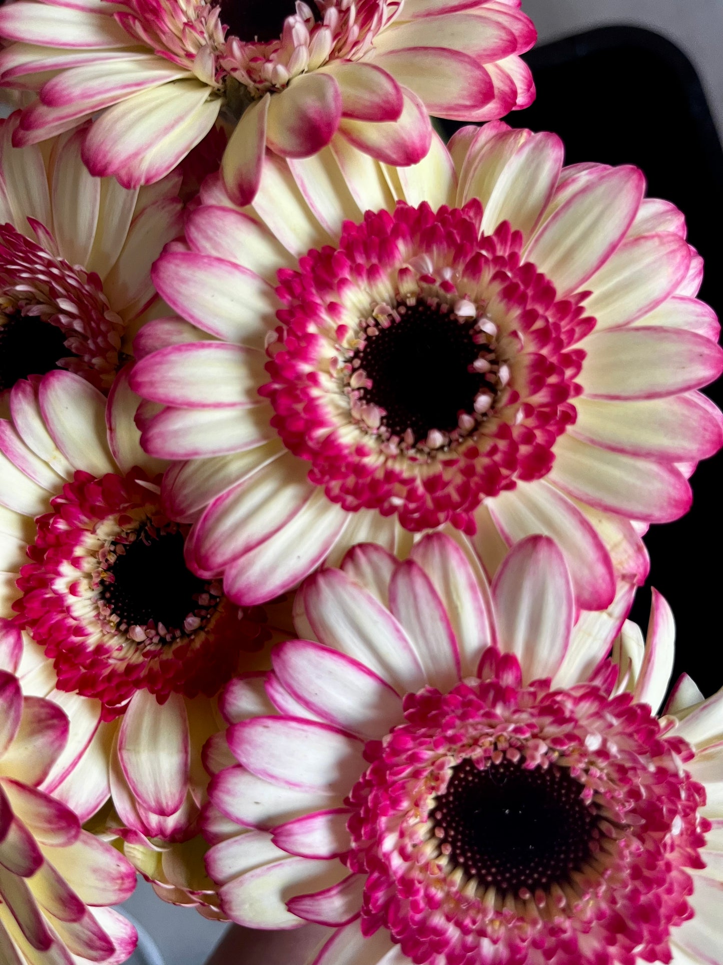 Just Daisies