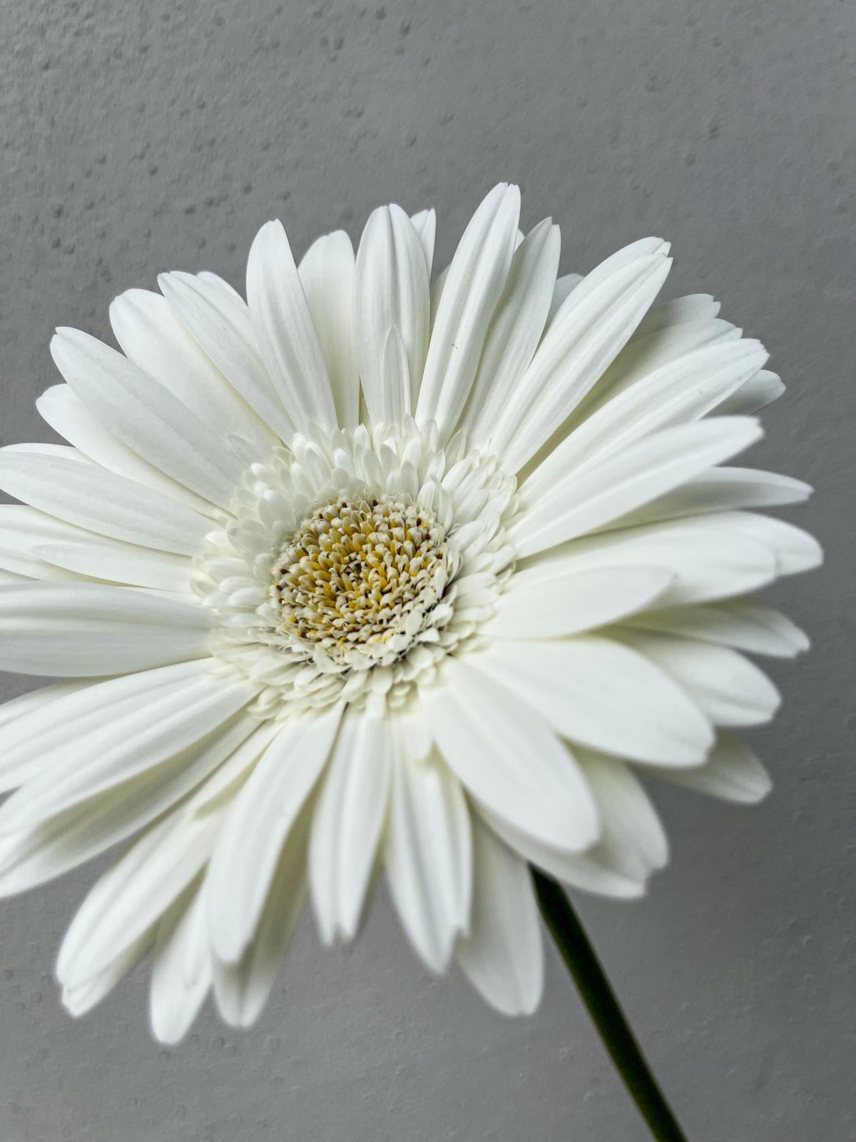 Just Daisies