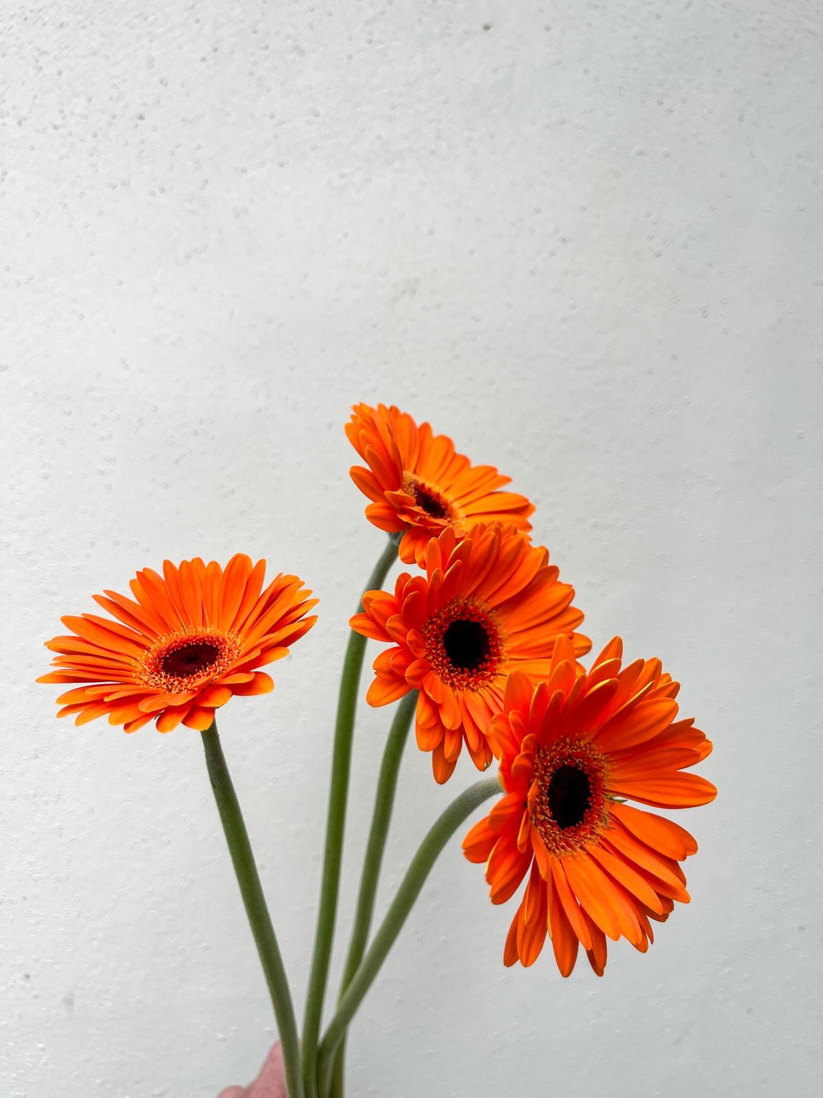 Just Daisies