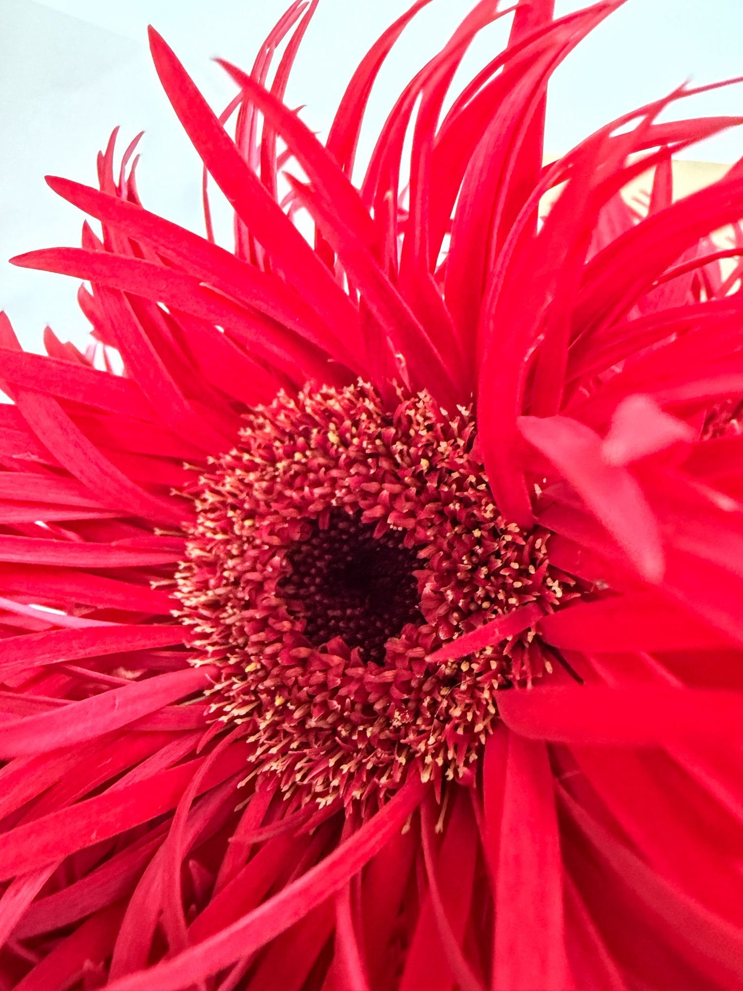 Just Daisies