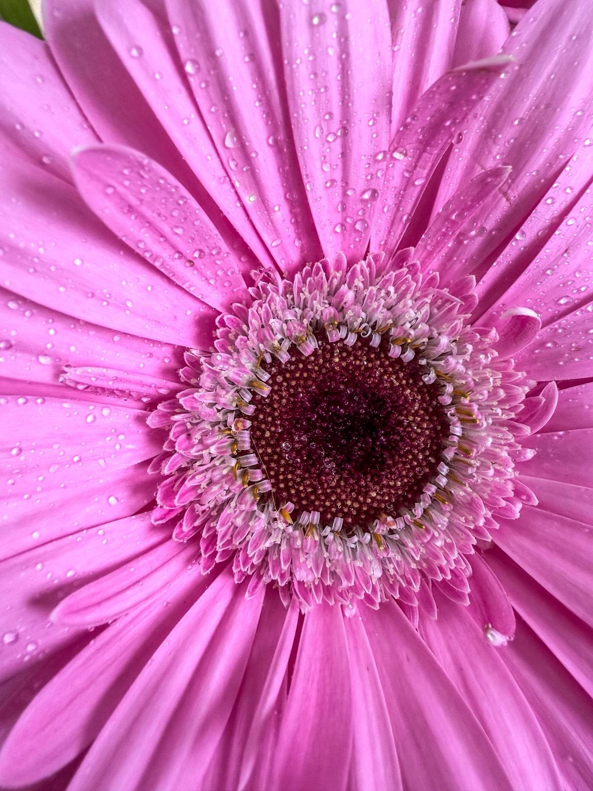 Just Daisies
