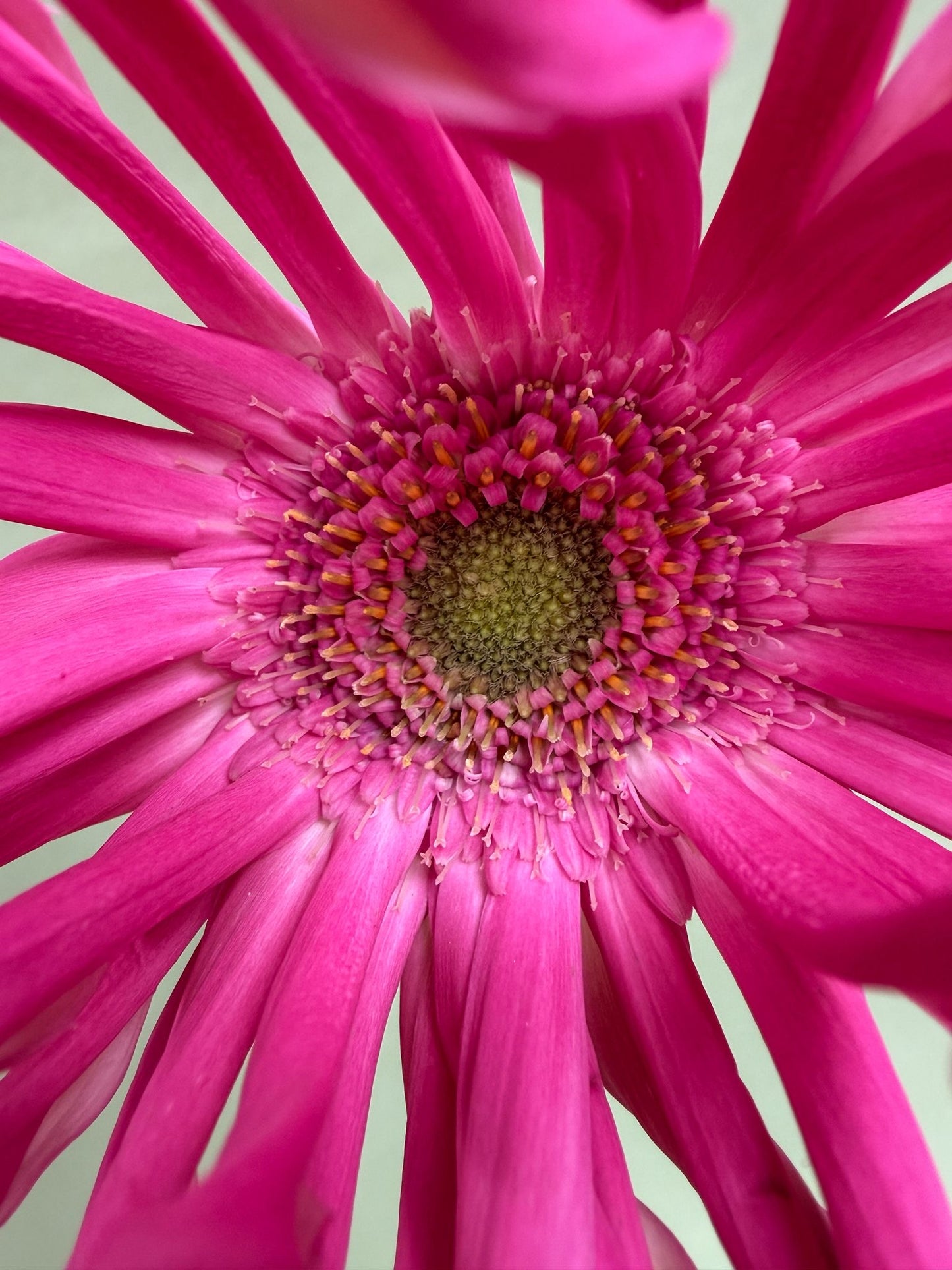 Just Daisies