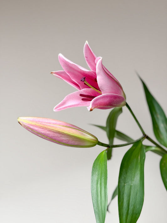 "Just Lilies" Bouquet