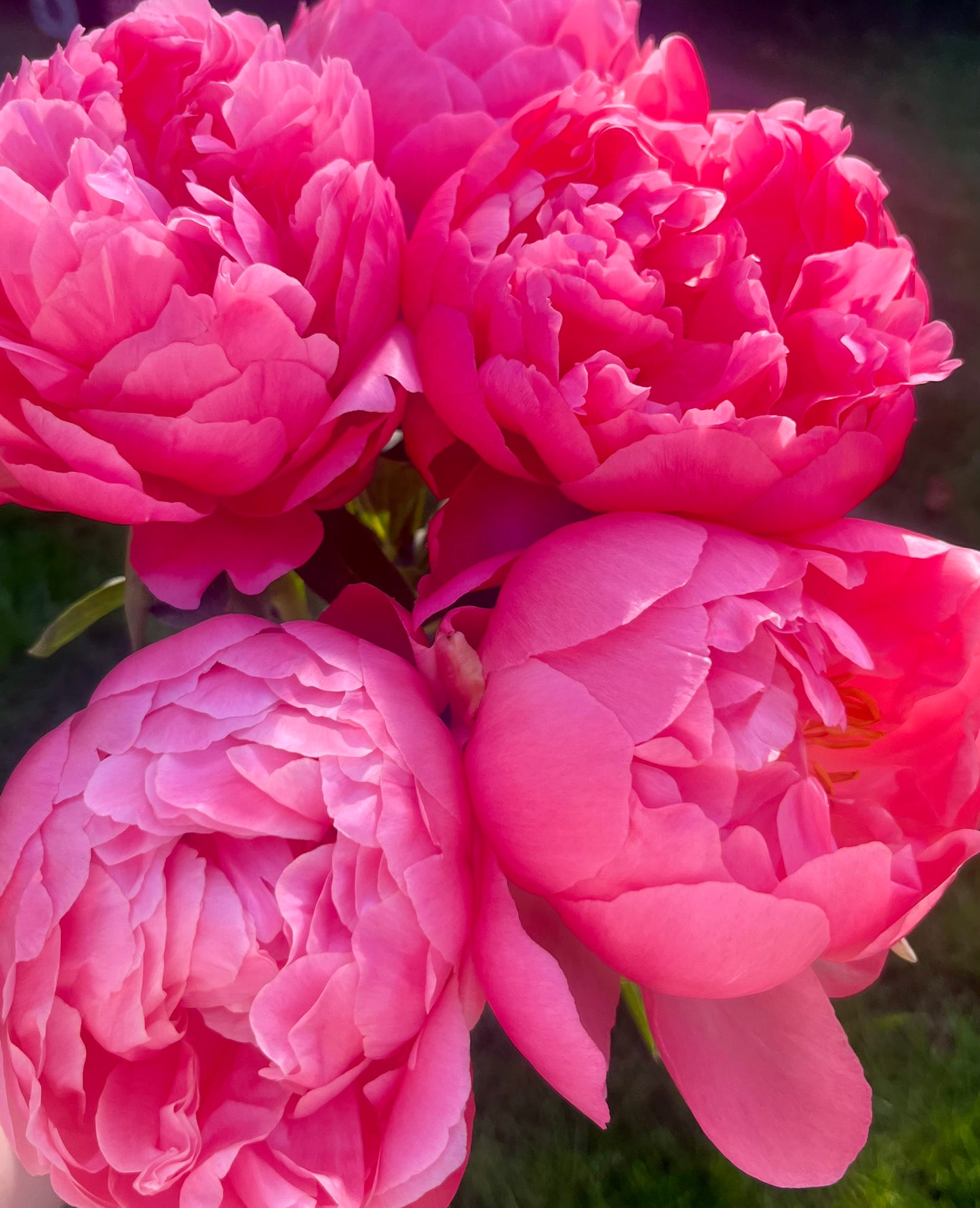 “Just Peonies” Bouquet