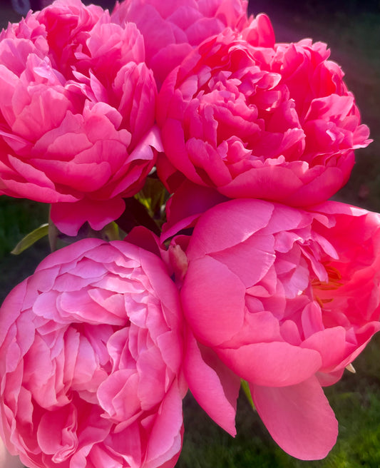 “Just Peonies” Bouquet