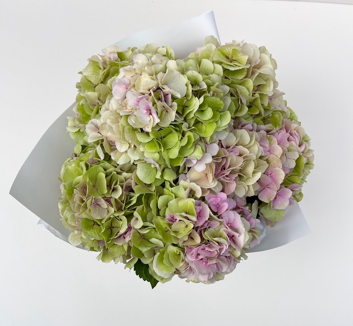 Bouquet of green and pink hydrangeas on a white background
