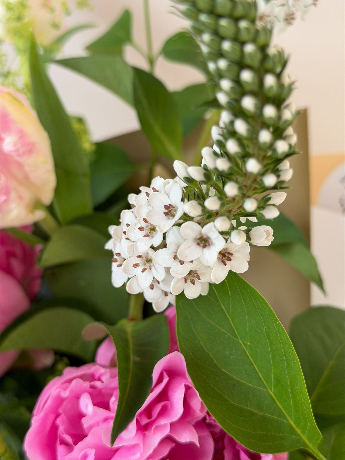 Close-up of a flowering plant with clusters of small white blossoms, green leaves, and pink flowers in the background.